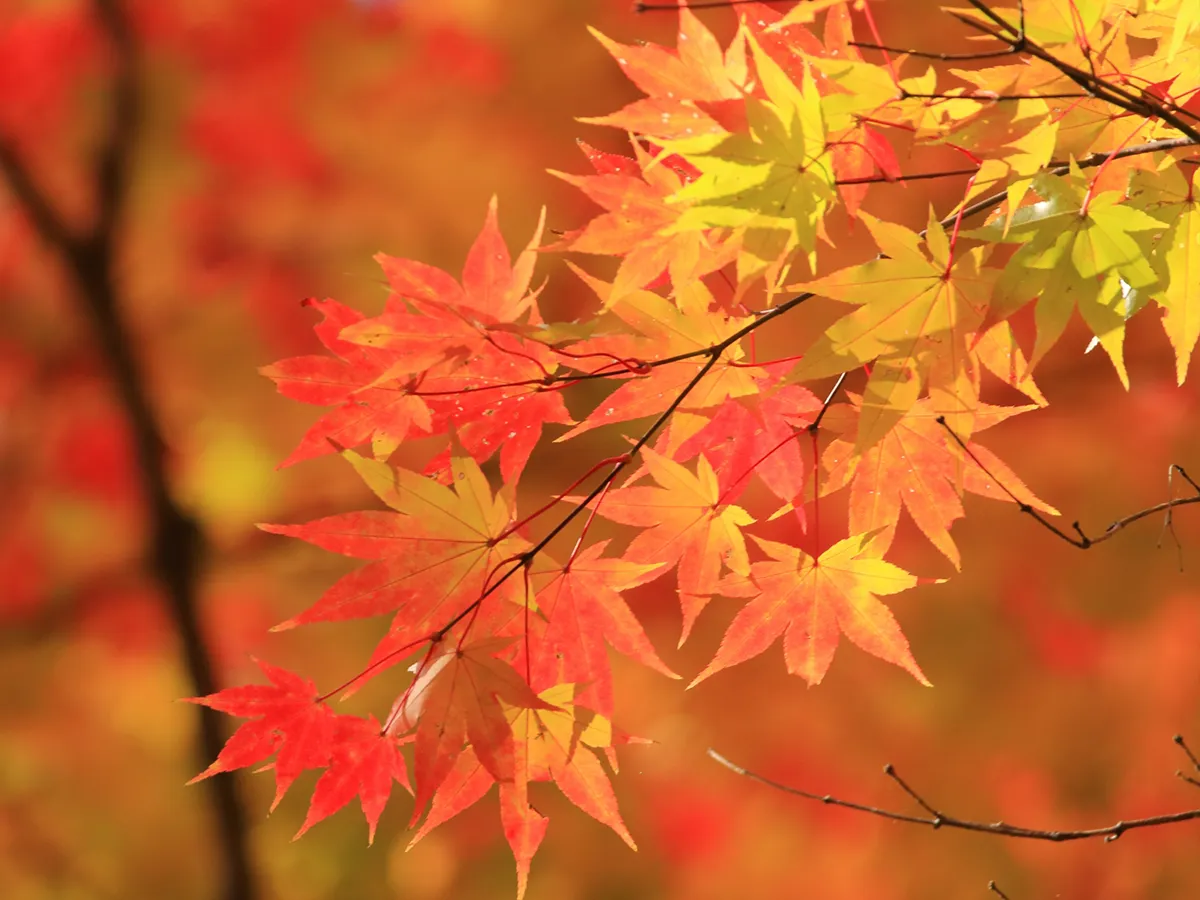遊歩道の紅葉トンネル。落ち葉が敷き詰められた小径