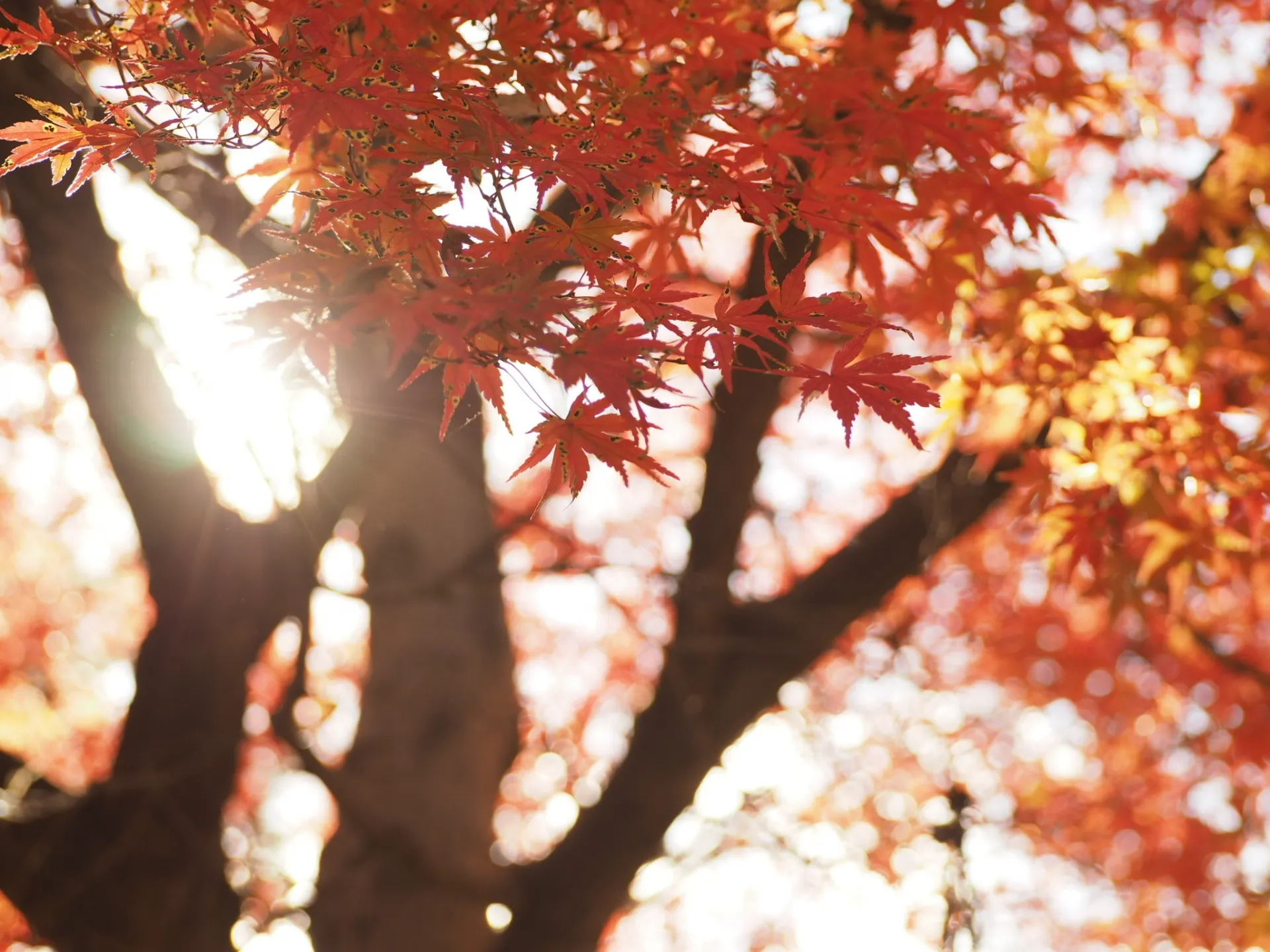 午後の逆光で輝く紅葉の葉。透ける葉脈のディテール