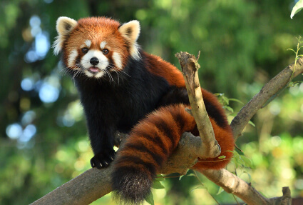 八木山動物公園