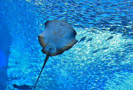 仙台うみの杜水族館